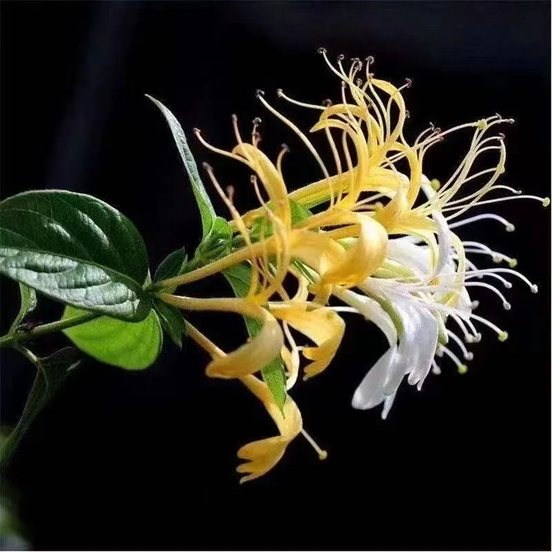 ✨ Ценни семена от орлови нокти 🌿