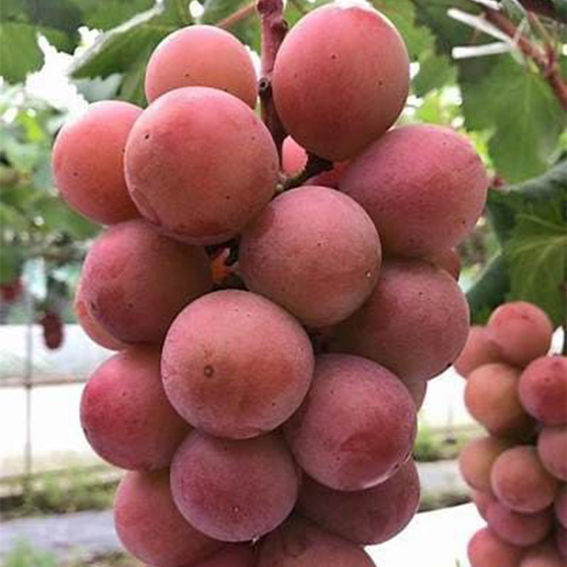 🍇 Сладко и ароматно лилаво грозде 🍇