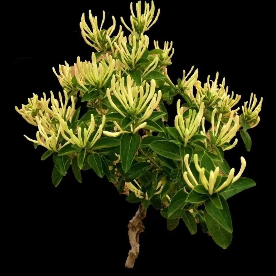 ✨ Ценни семена от орлови нокти 🌿