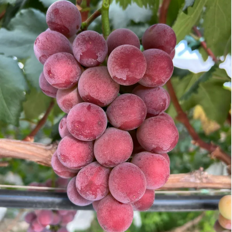 🍇 Сладко и ароматно лилаво грозде 🍇
