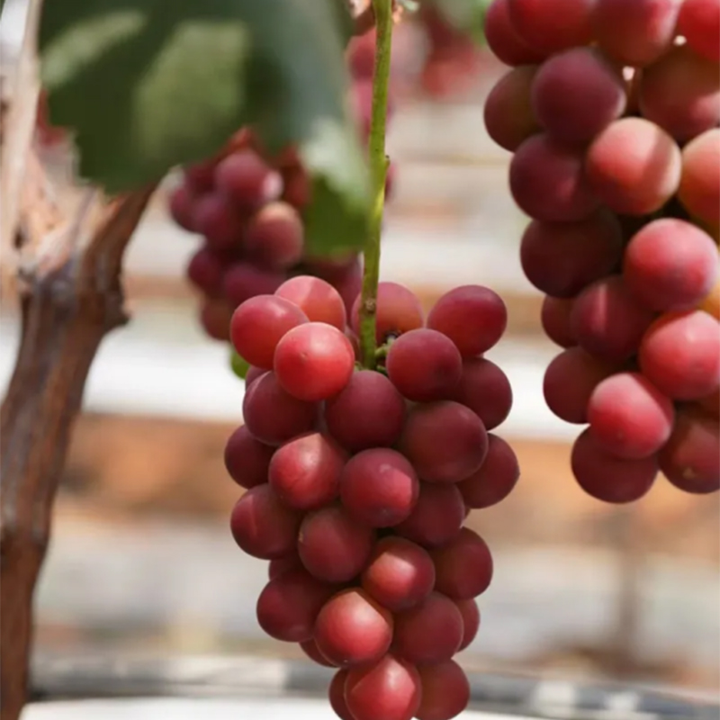🍇 Сладко и ароматно лилаво грозде 🍇
