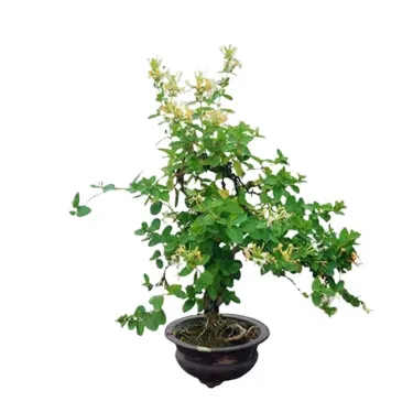 ✨ Ценни семена от орлови нокти 🌿