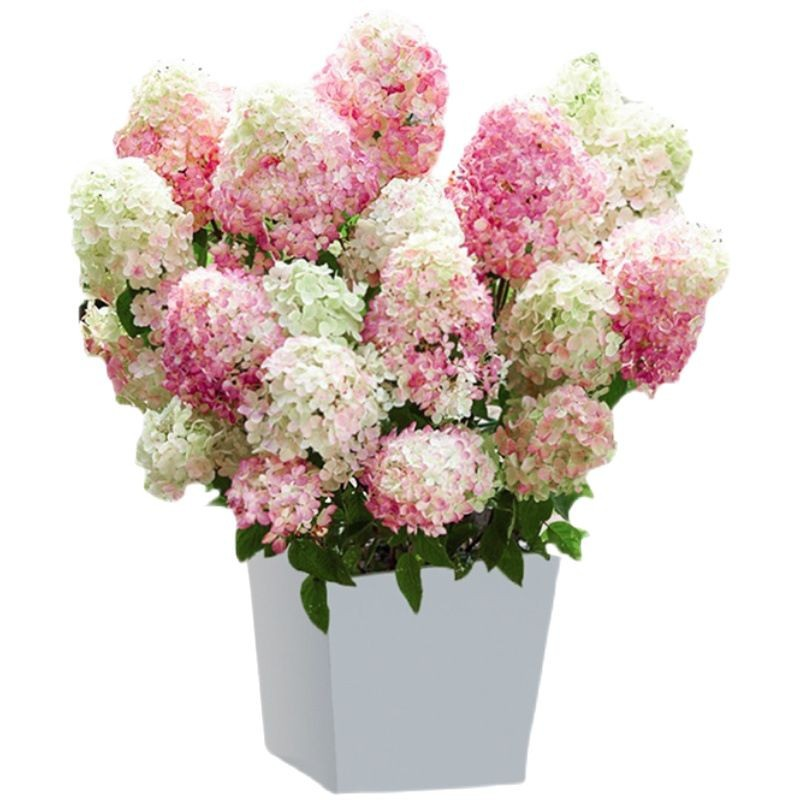 🌸 Хортензии, които почти се грижат сами за себе си  Семена, подходящи дори за начинаещи – просто засадете и се наслаждавайте на резултатите 😍🌿