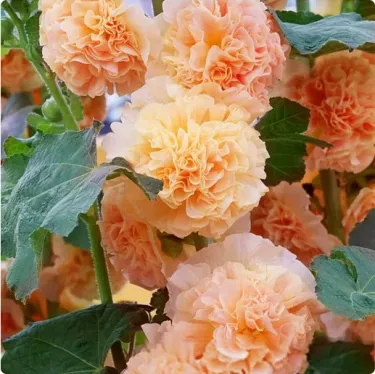 🌼 Семена от пълноцветна турска ружа (холихок) 🌿