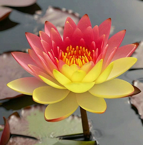 🌺 Лесни за отглеждане семена на водна лилия (лотос), подходящи за засаждане през всички сезони 🌿