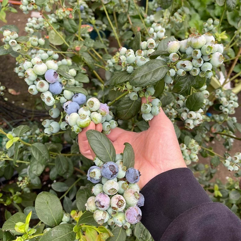 💙 Семена на гигантска боровинка 💙