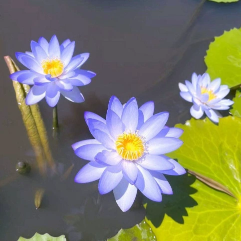 🌺 Лесни за отглеждане семена на водна лилия (лотос), подходящи за засаждане през всички сезони 🌿