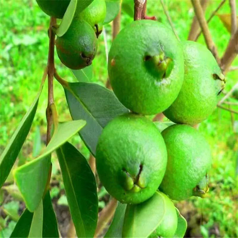 🍈 Семена от червена гуава (червено сърце) 🌿