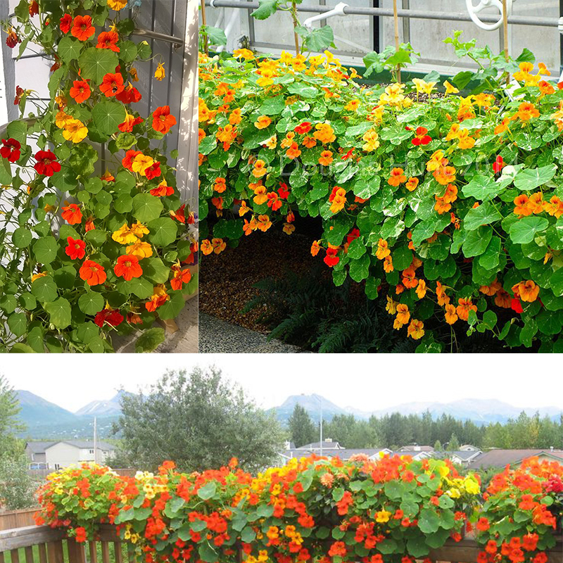 🙌 Био семена от латинка 🌱