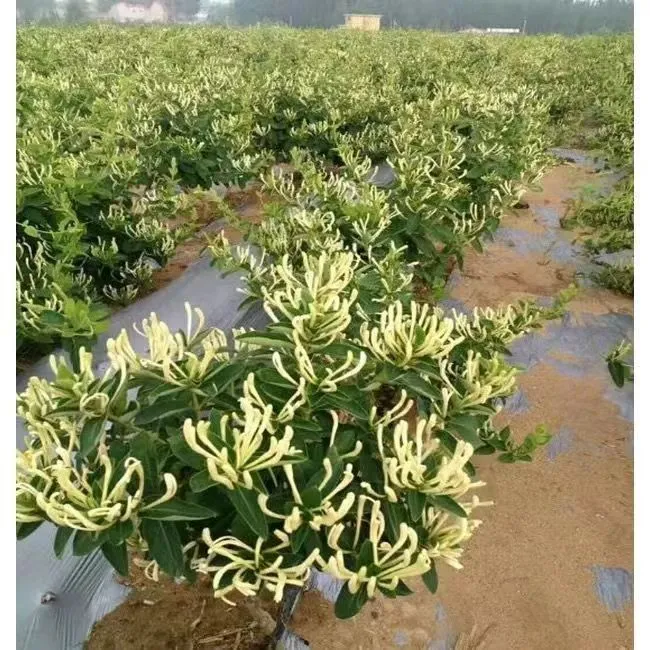 ✨ Ценни семена от орлови нокти 🌿