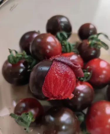 🍅 Черен домат — студоустойчив и високодобивен  ❄️