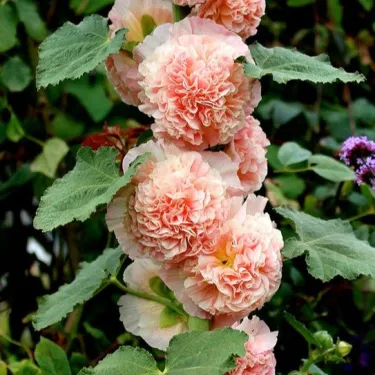 🌼 Семена от пълноцветна турска ружа (холихок) 🌿