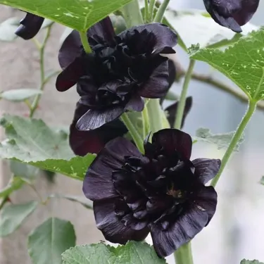 🌼 Семена от пълноцветна турска ружа (холихок) 🌿