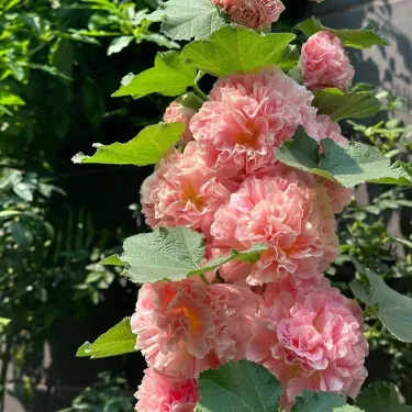 🌼 Семена от пълноцветна турска ружа (холихок) 🌿