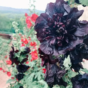 🌼 Семена от пълноцветна турска ружа (холихок) 🌿