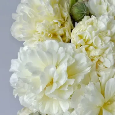 🌼 Семена от пълноцветна турска ружа (холихок) 🌿