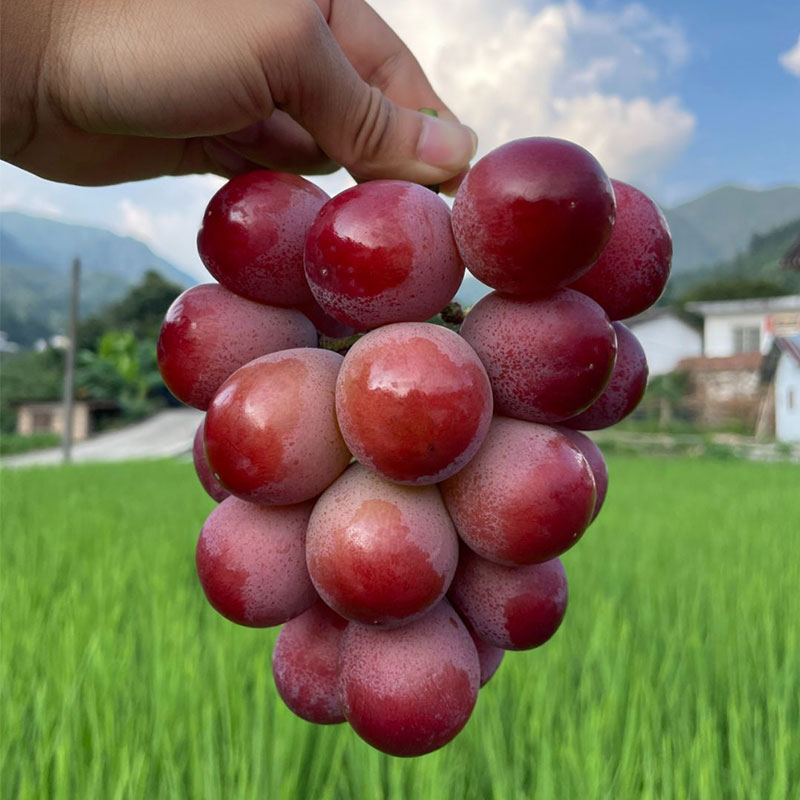 🍇 Сладко и ароматно лилаво грозде 🍇