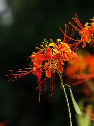 🔥 Caesalpinia (Pompás selyemfa) – Tüzes virág, amely imádja a magyar nyarat | Ragyogó vörös színben pompázik egészen őszig 🔥