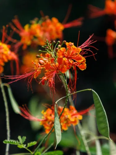 🔥 Caesalpinia (Pompás selyemfa) – Tüzes virág, amely imádja a magyar nyarat | Ragyogó vörös színben pompázik egészen őszig 🔥