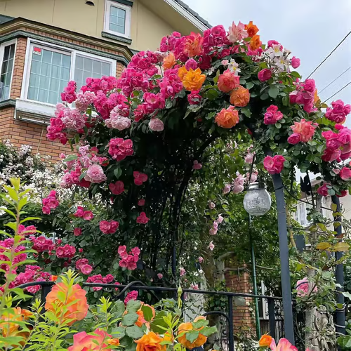 🔥 2026 Újdonság – 50% KEDVEZMÉNY! 🔥 🌱 Vegyes rózsamagok