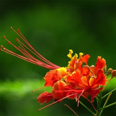 🔥 Caesalpinia (Pompás selyemfa) – Tüzes virág, amely imádja a magyar nyarat | Ragyogó vörös színben pompázik egészen őszig 🔥