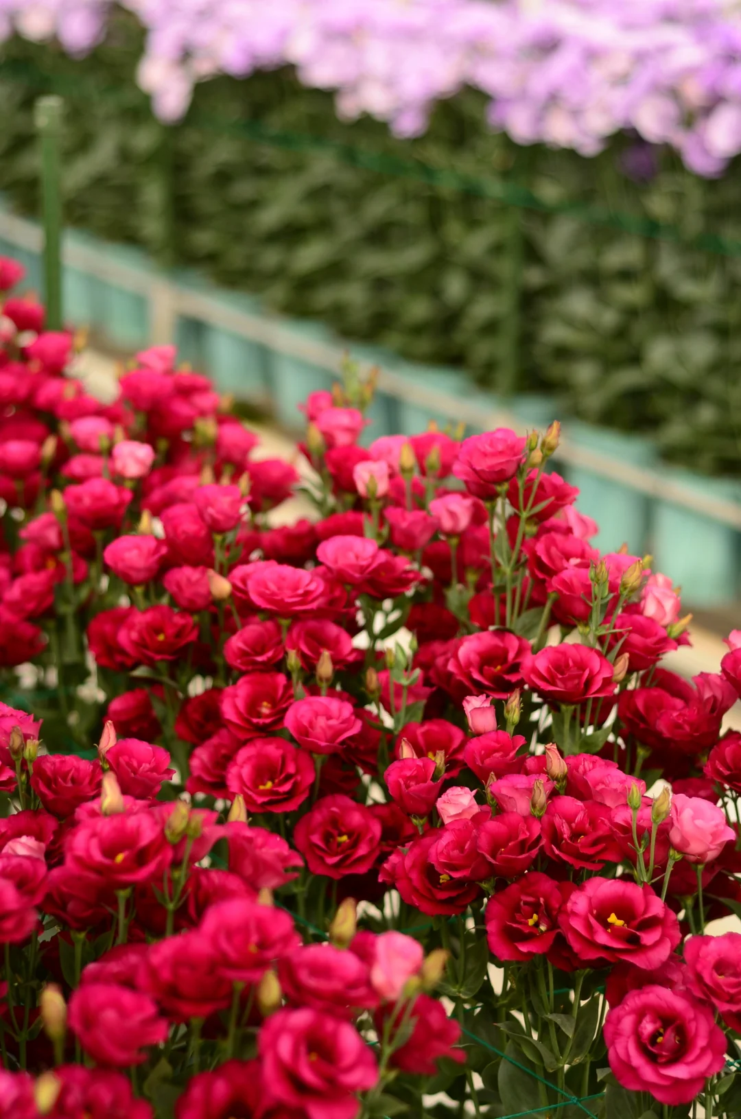 💐Liziantusz – időtlen szépség, örök szerelem💫