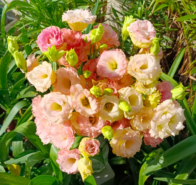 💐Liziantusz – időtlen szépség, örök szerelem💫