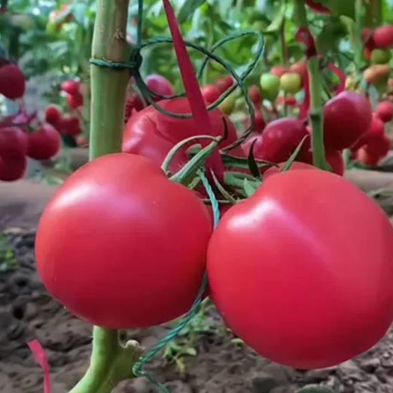 🍅 Örökzöld (heritage) paradicsomok lédús, enyhén szemcsés hússal — a nyár íze, mint régen.🌿