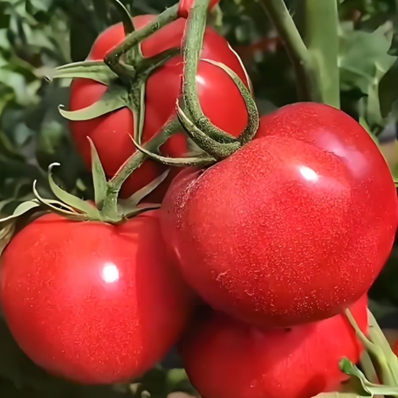 🍅 Örökzöld (heritage) paradicsomok lédús, enyhén szemcsés hússal — a nyár íze, mint régen.🌿