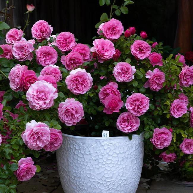 🌸 Ritka kúszó rózsa magok Rosa Eden — könnyen nevelhető, illatos, évelő virágok