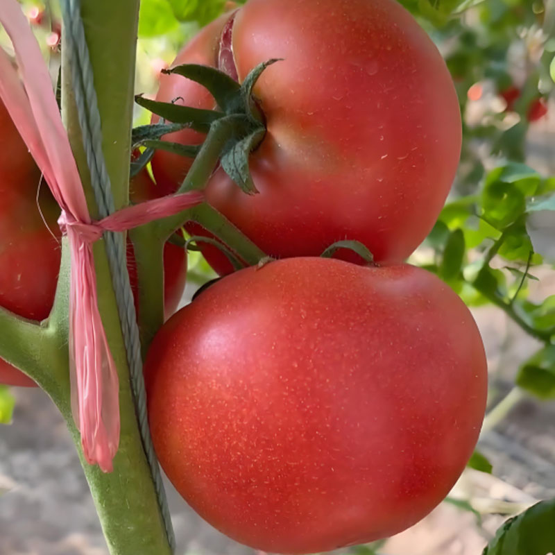 🍅 Örökzöld (heritage) paradicsomok lédús, enyhén szemcsés hússal — a nyár íze, mint régen.🌿