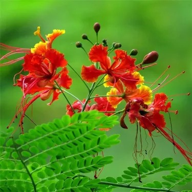 🔥 Caesalpinia (Pompás selyemfa) – Tüzes virág, amely imádja a magyar nyarat | Ragyogó vörös színben pompázik egészen őszig 🔥