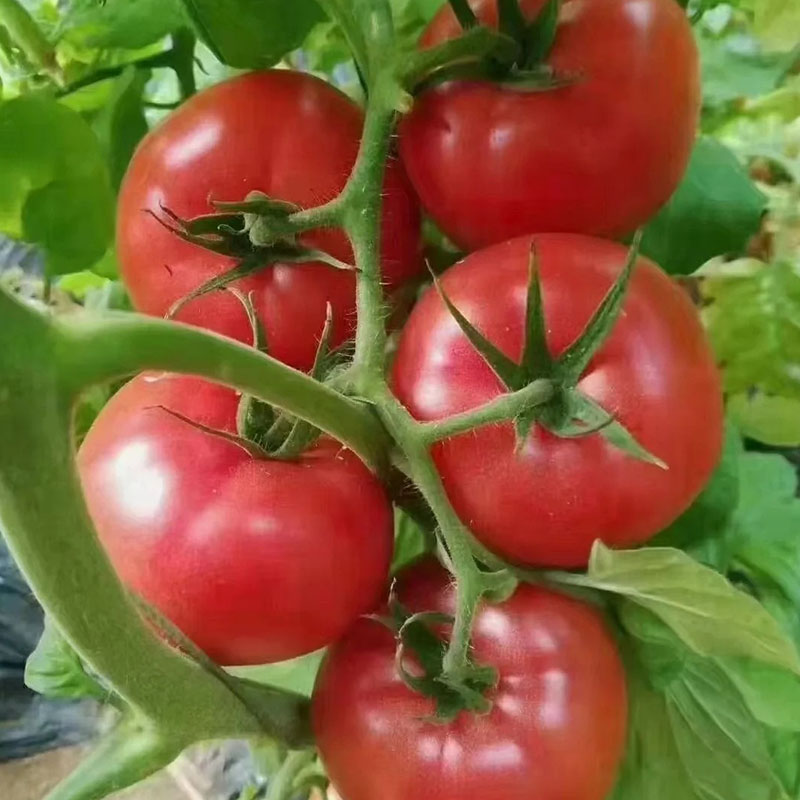 🍅 Örökzöld (heritage) paradicsomok lédús, enyhén szemcsés hússal — a nyár íze, mint régen.🌿
