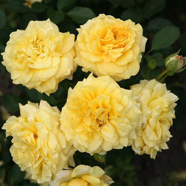 🌸 Ritka kúszó rózsa magok Rosa Eden — könnyen nevelhető, illatos, évelő virágok