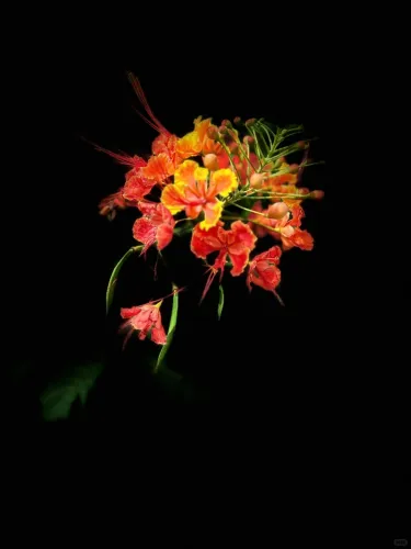 🔥 Caesalpinia (Pompás selyemfa) – Tüzes virág, amely imádja a magyar nyarat | Ragyogó vörös színben pompázik egészen őszig 🔥