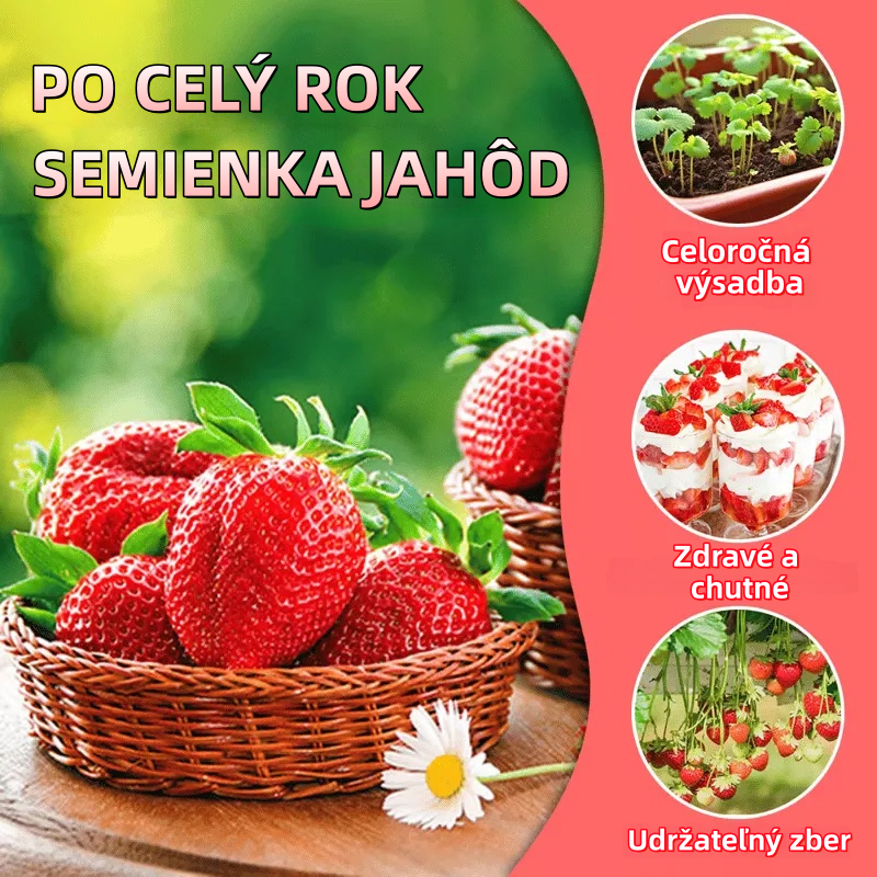 🍓 Aj začiatočníci to zvládnu! Semená jahôd pre sladkú domácu úrodu 🌱