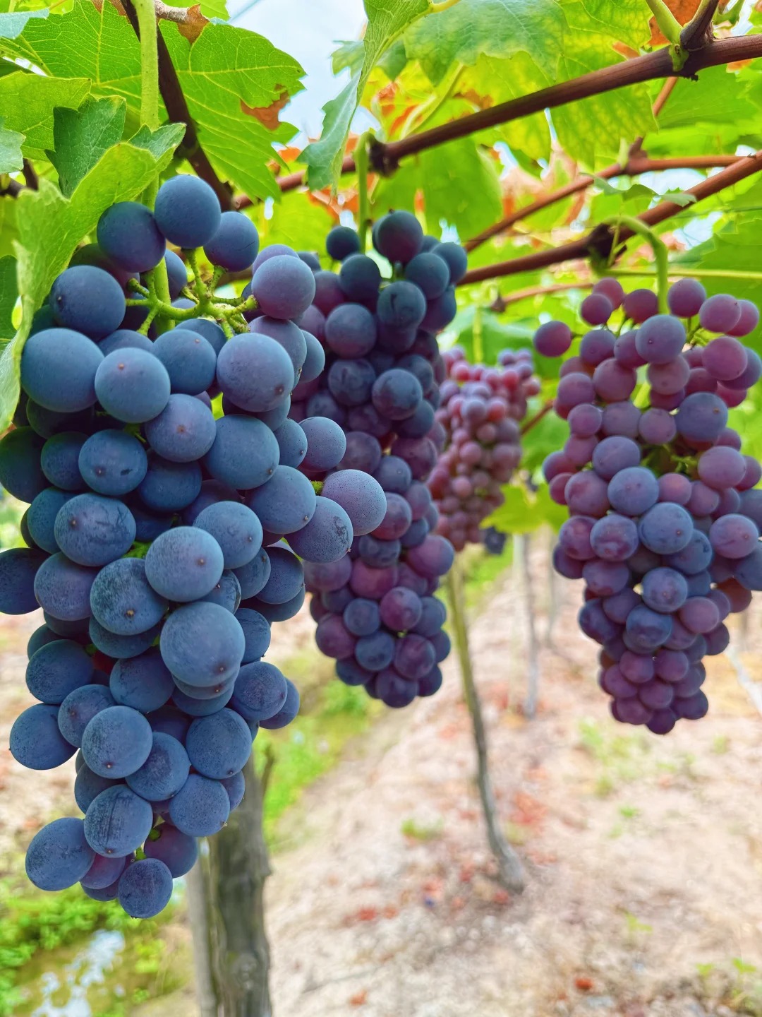 Super veľké bezsemenné hrozno – šťavnaté, sladké a pripravené na jedenie! 🍇🔥