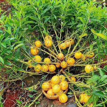 🌱 Ženšenový ovocný zázrak – semená pre zdravie a silu