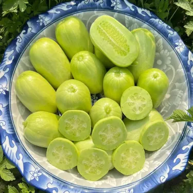 🥒 Mini „Jade Lady“ – malé a mimoriadne chutné! Ideálne na jednoduché pestovanie na balkóne alebo v záhrade 🌱💚