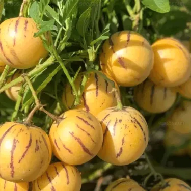 🌱 Ženšenový ovocný zázrak – semená pre zdravie a silu