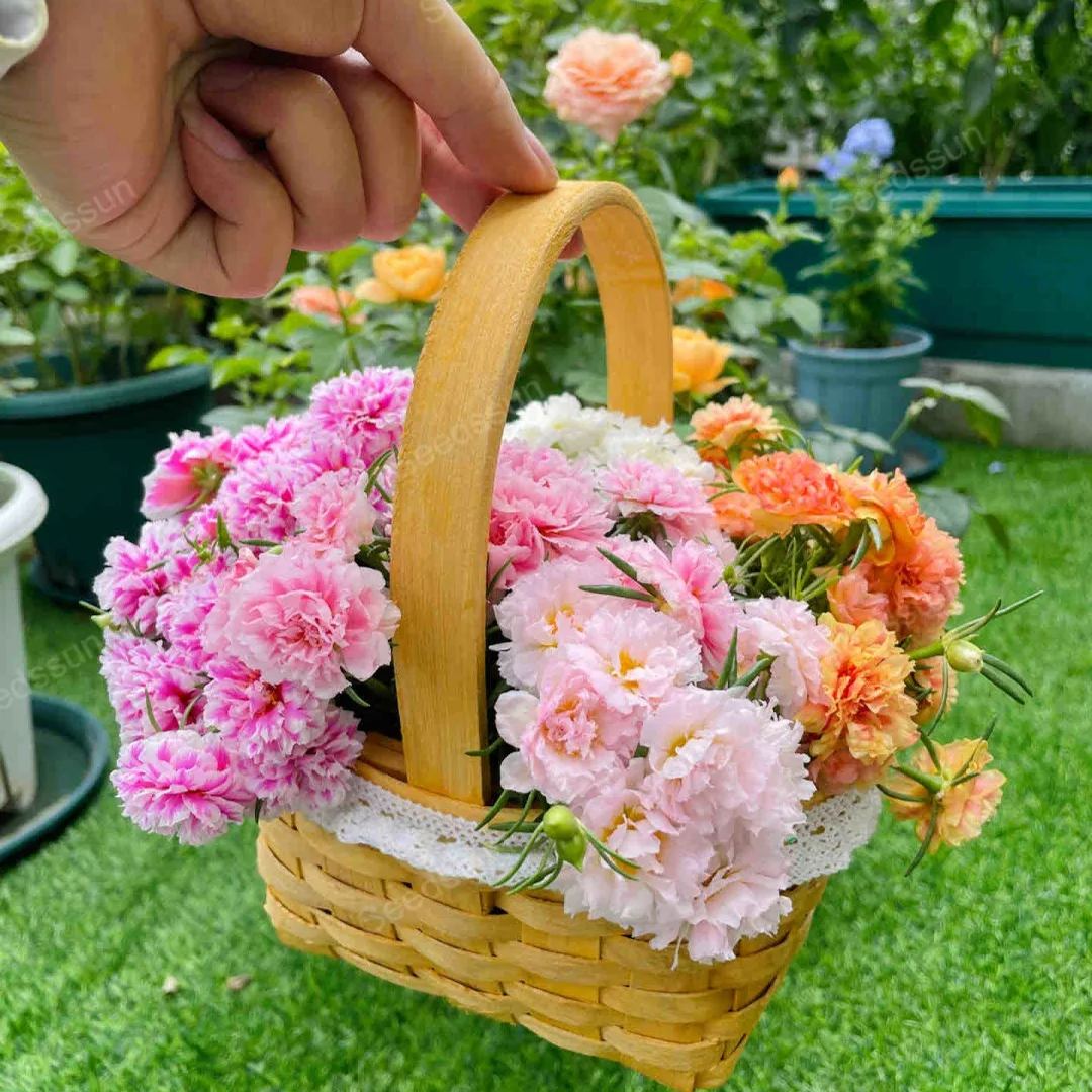 🌸 Semená voňavej ruže – Explózia farieb počas celého leta!