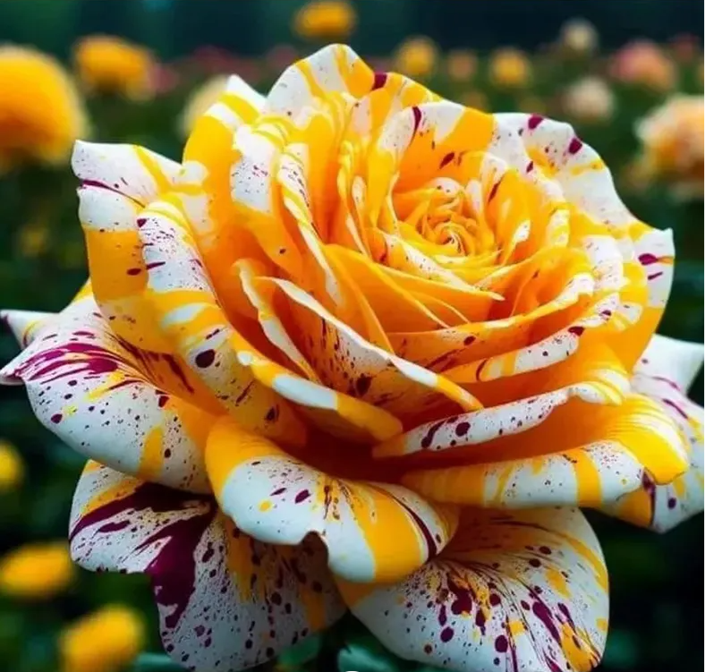 🌹 Редки, уникално оцветени мутирали розови семена — вашата градина заслужава магия! 🌙