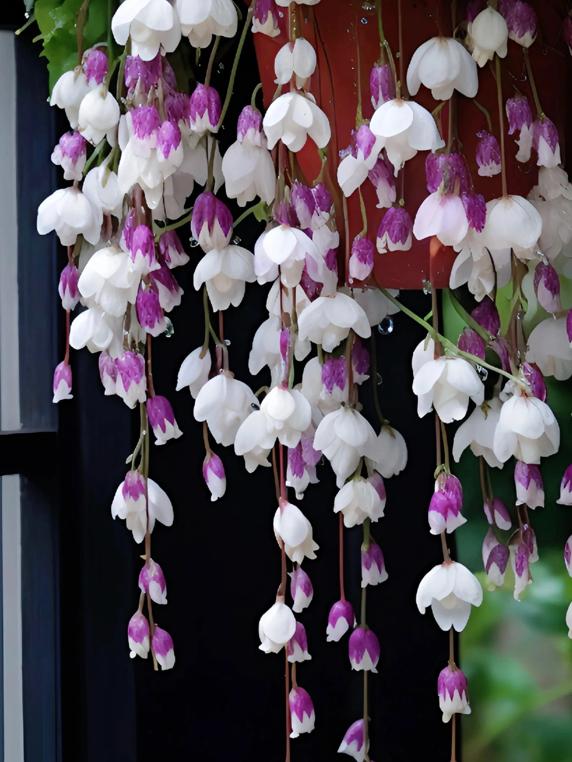 🌺 Proměňte svůj balkon či zahradu s květy begónií – pěstování snadné!