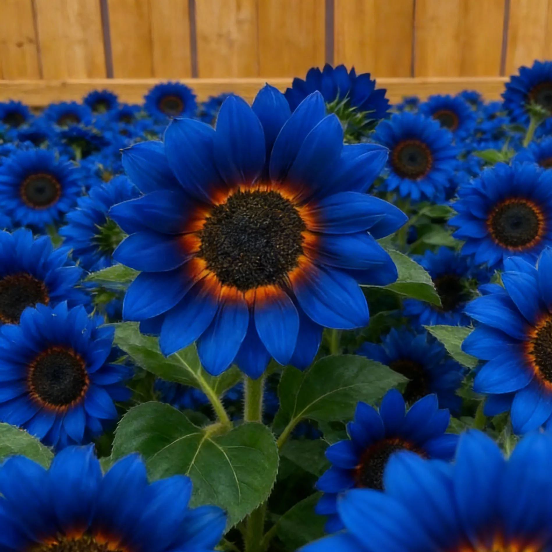 Midnight Blaze Sunflower Seeds