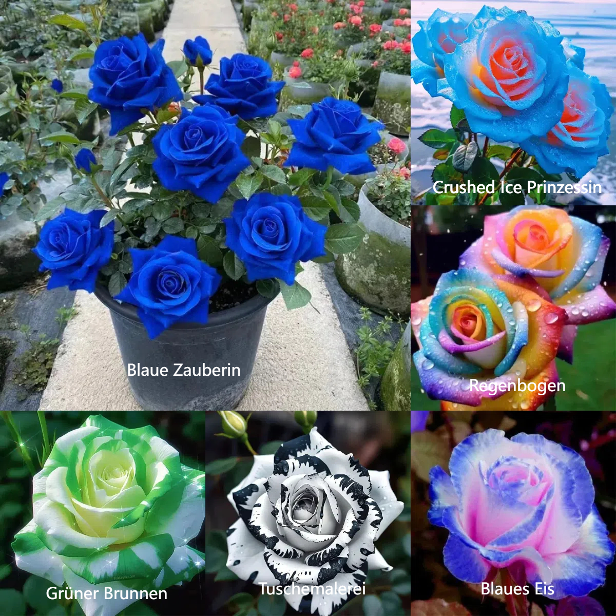 💙Blaue Zauberrosensamen✨