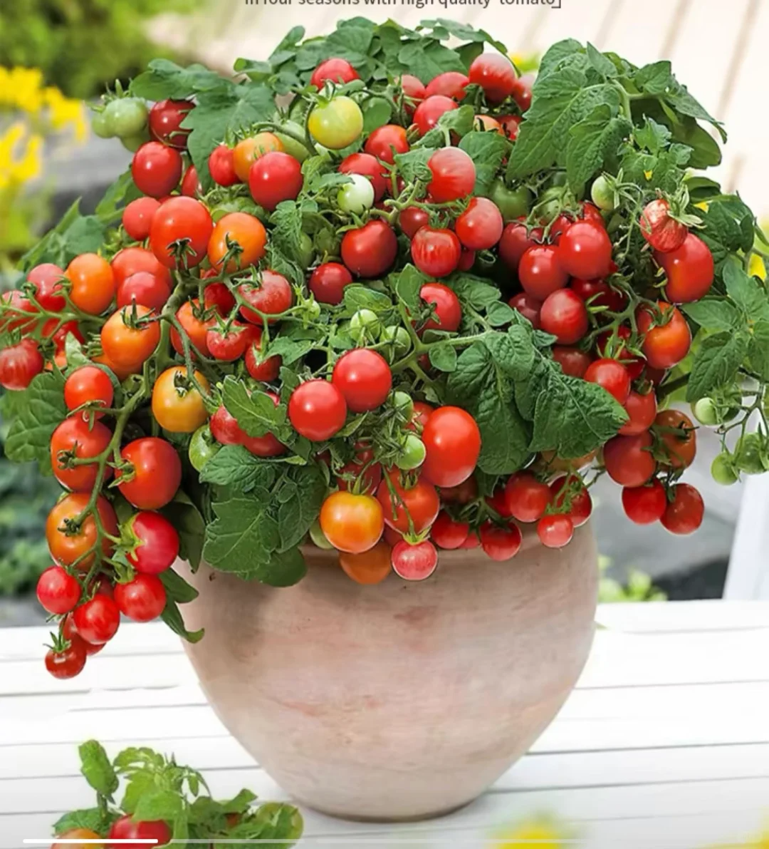 🍅 Zwergtomatensamen: Einfach anzubauen und süß im Ertrag