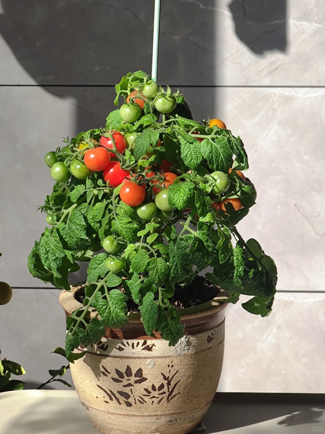 🍅 Zwergtomatensamen: Einfach anzubauen und süß im Ertrag