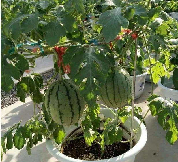 🍉Home Potted Ruby Watermelon Seeds