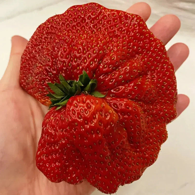 🍓Super Giant Strawberry Seeds – Grow Juicy, Extra-Large Strawberries!
