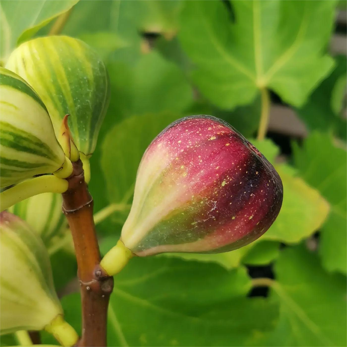 Rainbow Figs Seeds 👍 higher quality